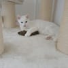 Verschmuster Kater sucht zu Hause