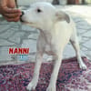 Nanni - lebhaft und verspielt