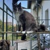 Figaro - Maine Coon Seele sucht