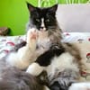 Figaro - Maine Coon Seele sucht