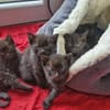 Fünf kleine schwarze Katzenkinder