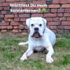 Tequila - taffer Boxermensch gesucht