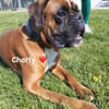 Charly - taffe Boxerleute gesucht