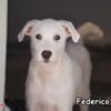 FEDERICO