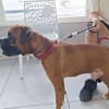 ROUKY, le beau boxer créole