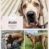 Rudi: Molosser-Mix sucht Hundeerfahrene