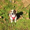 Kiro ein toller Beagle/Jack Russel Mix