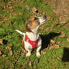 Kiro ein toller Beagle/Jack Russel Mix