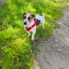 Kiro ein toller Beagle/Jack Russel Mix