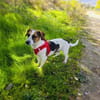 Kiro ein toller Beagle/Jack Russel Mix