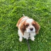 Beki,liebenswürdiger CavalierKingCharles