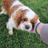 Beki,liebenswürdiger CavalierKingCharles