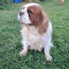 Beki,liebenswürdiger CavalierKingCharles