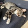 Schmusekater Pepe sucht seine Familie