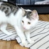 Süsser Kater Ramo 1 Jahr jung
