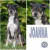 JOANNA -sucht hundeerfahrene Menschen-