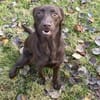 PHOEBE - geb. ca. 01/2025 - Labrador Mix