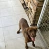 PHOEBE - geb. ca. 01/2025 - Labrador Mix