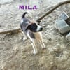 Mila Welpe sucht ihre Familie