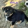 Nola Welpe sucht ihre Familie