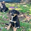 Nola Welpe sucht ihre Familie