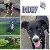 DIDDY * unkomplizierter Familienhund