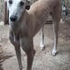 Stitch der liebevolle Galgo in /82284
