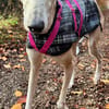 Stitch der liebevolle Galgo in /82284