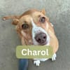 CHAROL, w., kastr., Mischling, ca. 47 cm
