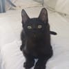 ONYX, chaton mâle, type européen