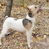Cory, Foxterrier-Mix, sucht ein Zuhause