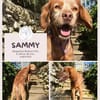 Sammy: Verschmuster Bretonen-Mischling