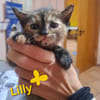 LILLY