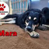 süße Mara sucht ihre Familie