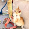 Kletterkatze Maverick sucht Zuhause!