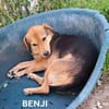 BENJI - kleiner, süßer Hundeschatz