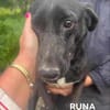 RUNA sucht ein Zuhause