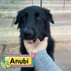 ANUBI