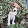 Tommy ein Beagle Mix