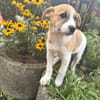 Tommy ein Beagle Mix