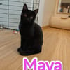 Maya