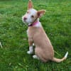 Thyron  kleiner Podenco-Mix sucht