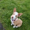 Thyron  kleiner Podenco-Mix sucht