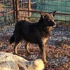BONNIE - Zuhause gesucht