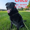 Chico sucht DRIGEND ein neues Zuhause