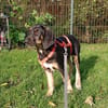 Traumhund sucht zu Hause