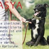 ASYA - Juwel auf 4 Pfoten