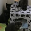 Fünf kleine schwarze Katzenkinder