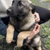 Malinois Welpe Aurelia sucht Zuhause
