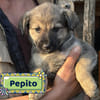 Pepito